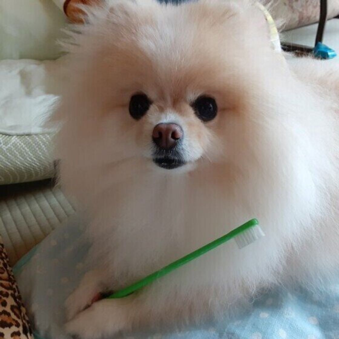 獣医師監修 犬に小松菜を与えるときは注意が必要 与えるメリットとデメリットを解説 いぬのきもちweb Magazine 獣医師監修 犬に小松菜を与えるときは注意が必要 与えるメリットとデメリットを解説 いぬのきもちweb Magazine