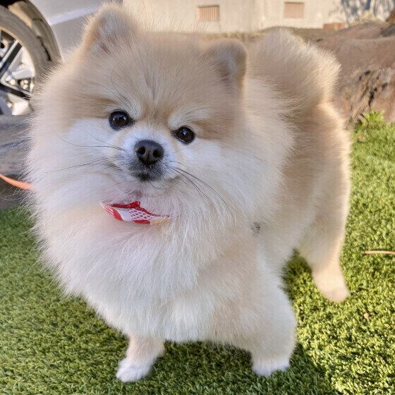 ツヤツヤ？ パサパサ？ 犬の毛ヅヤが悪くなる原因とは いぬのきもち