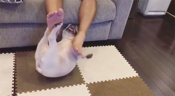 喜びを爆発させるフレンチ・ブルドッグ