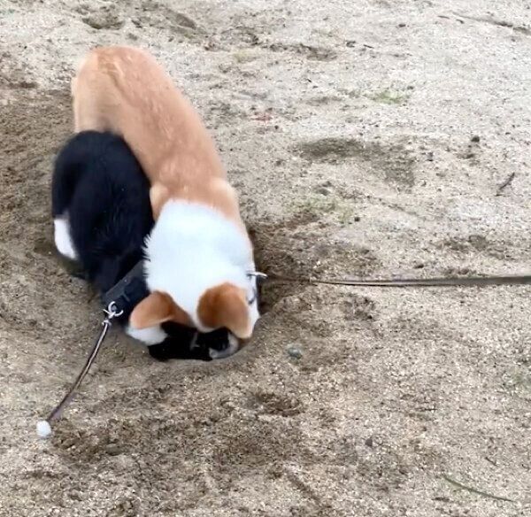 穴掘りをするトラヴィスちゃんとミンディちゃん