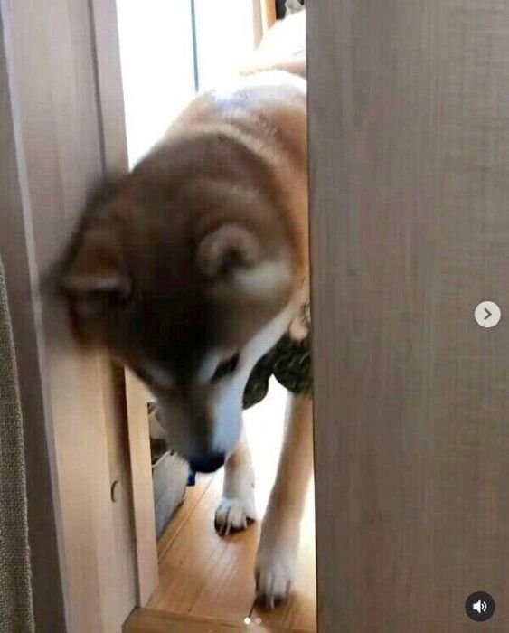 ドアを開けるラテくん