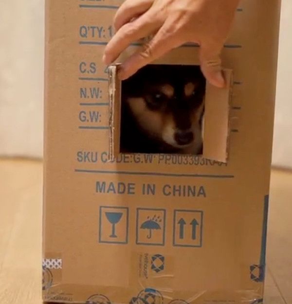 ダンボールを突き破る犬