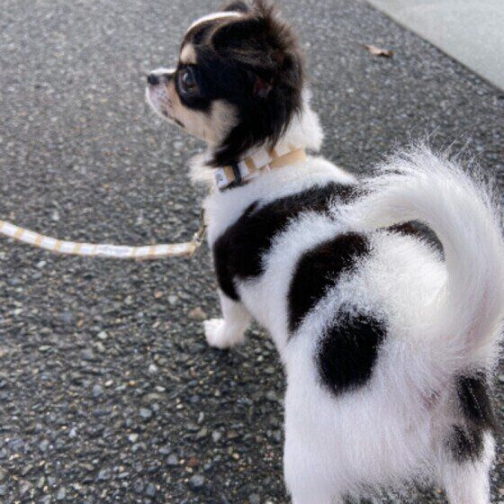 お散歩中のチワワ