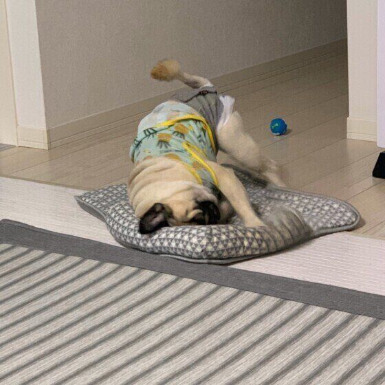 パグのたろいもくん