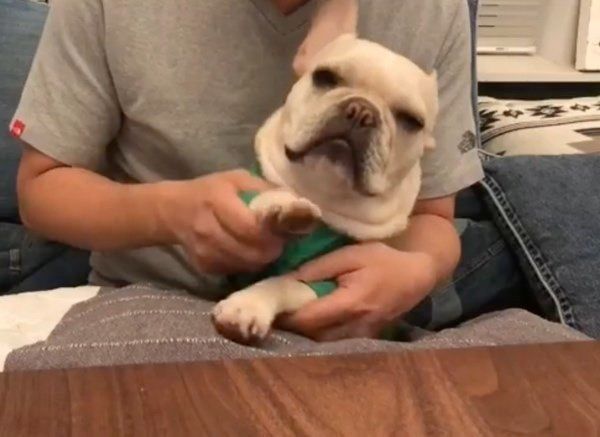 ドラムを叩くフレンチ・ブルドッグ