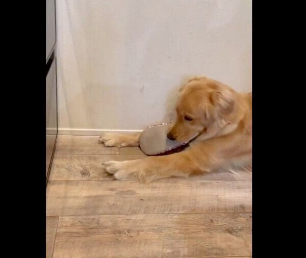 スリッパをくわえながら、冷蔵庫に映った自分を見るうどんちゃん