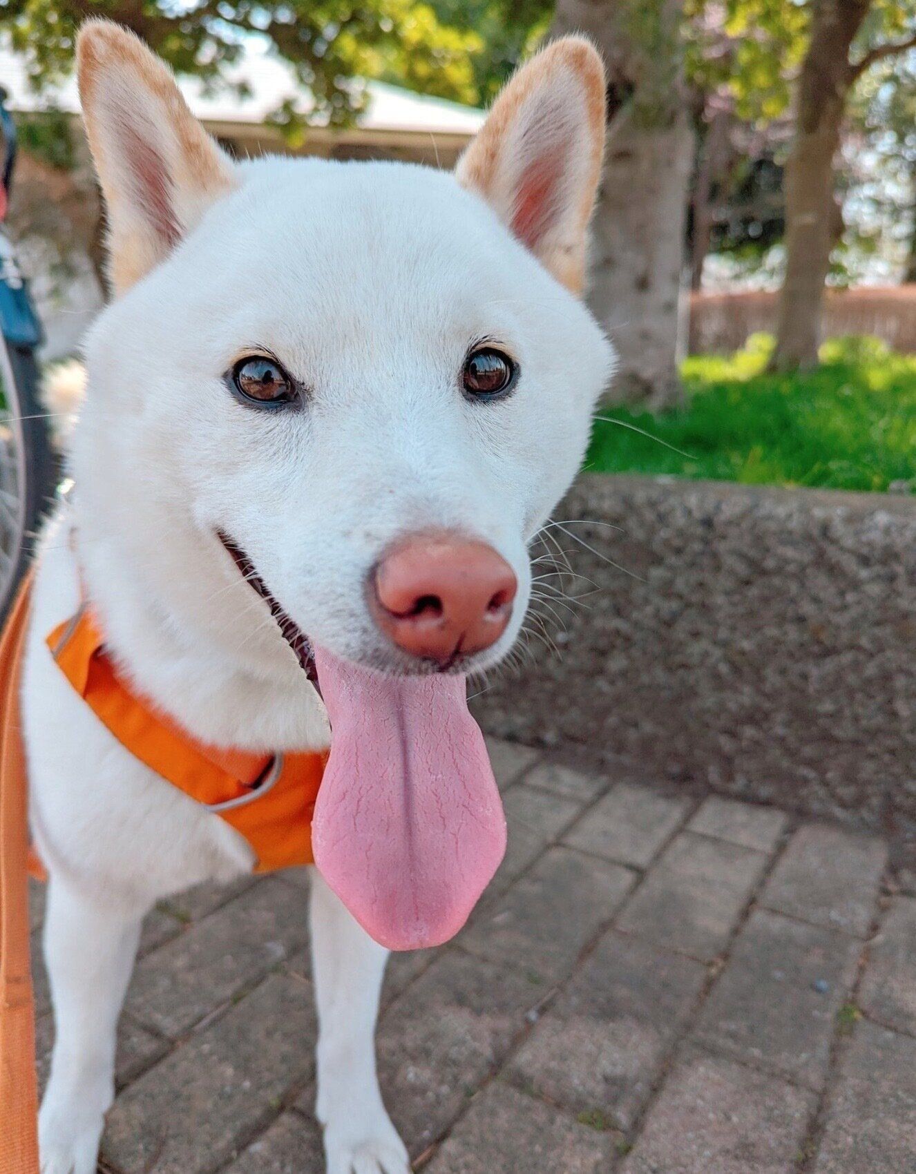 嬉しそうなシャオくん