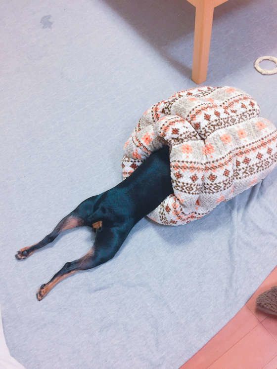 よもぎちゃん  ミニチュア・ピンシャー