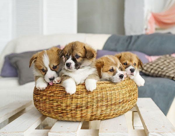 カゴに入る子犬