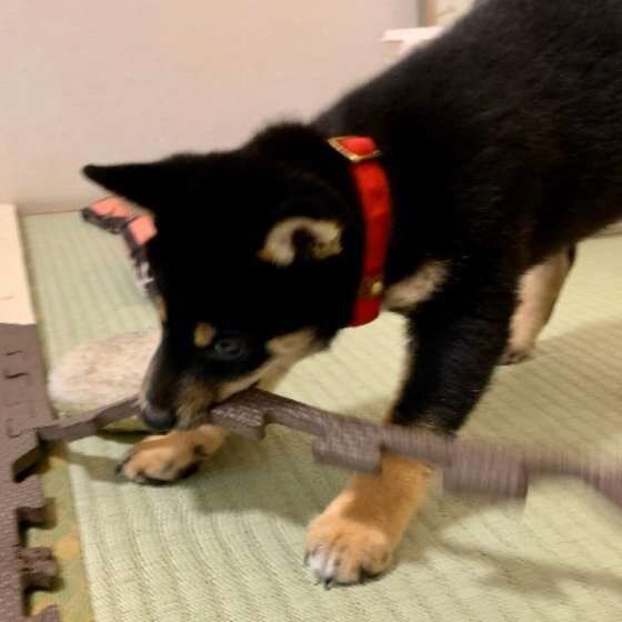 イタズラする柴犬