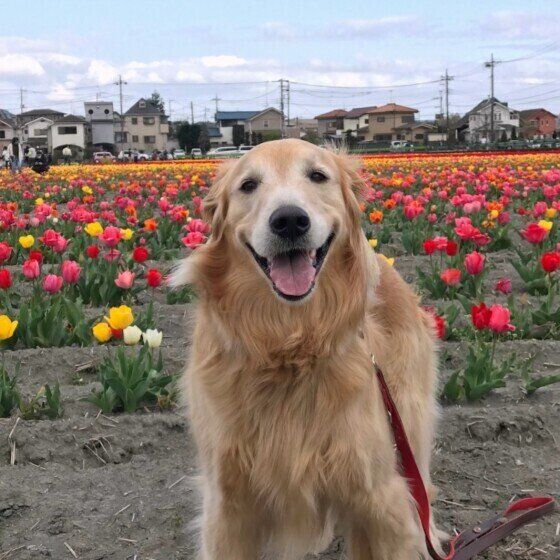 チューリップ畑をバックにカメラ目線で笑っているゴールデン・レトリーバー