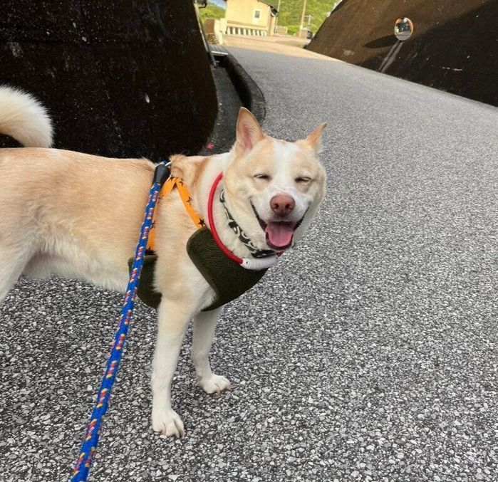 散歩中ににっこり笑顔を見せる犬