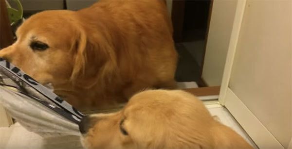 パンツを取り合うゴールデン・レトリーバー