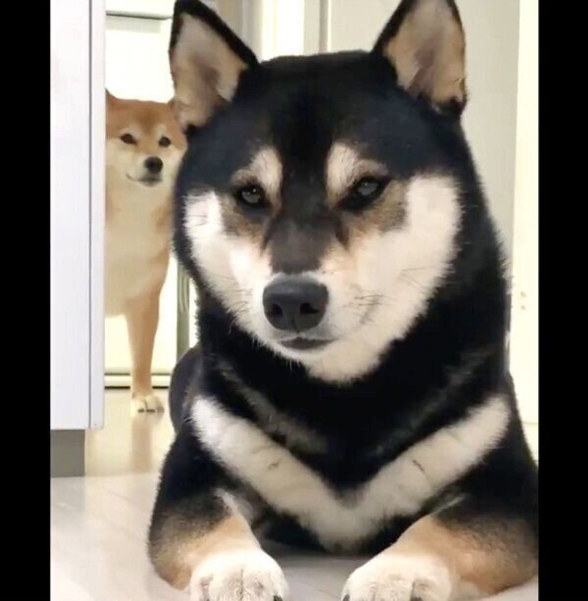 つられてニヤニヤ 真顔 笑顔 になる柴犬が可愛くてジワると話題に いぬのきもちweb Magazine つられてニヤニヤ 真顔 笑顔 になる柴犬が可愛くてジワると話題に いぬのきもちweb Magazine