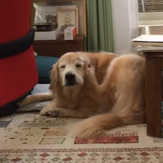 眠そうなゴールデン・レトリーバー