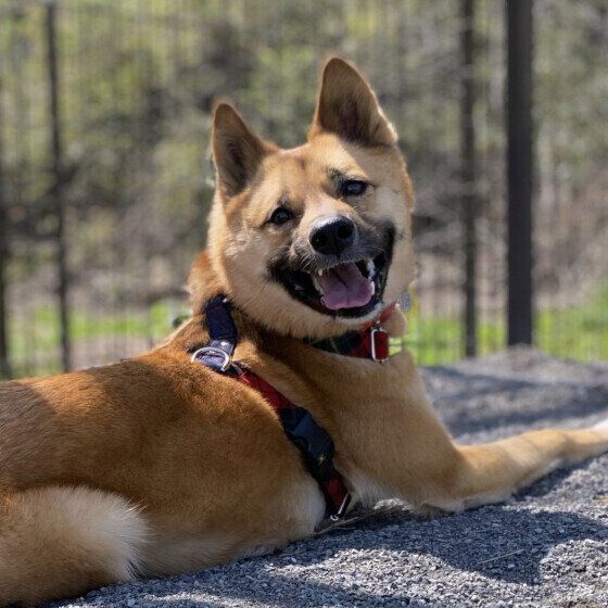 ドッグランでの茶豆ちゃん