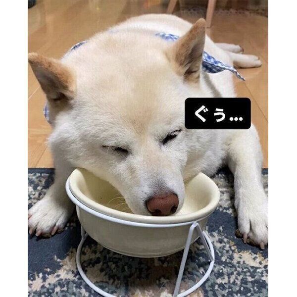 ごはん皿にあごを乗せて眠るごん太くん