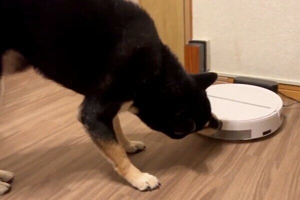 お掃除ロボットを見つめるすみくん