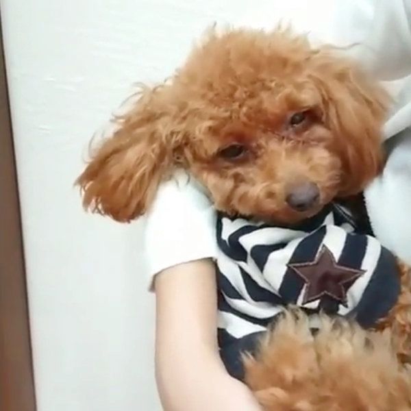 抱っこされながら寝ちゃうトイ・プードル