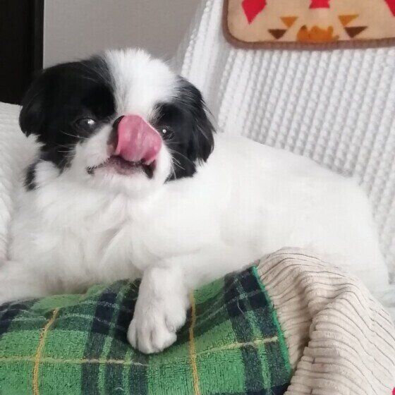 ソファでくつろぐ狆