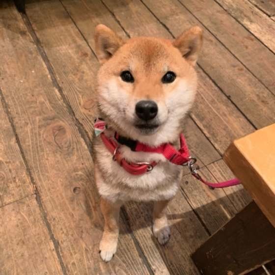 カメラ目線がきまってるゆずちゃん