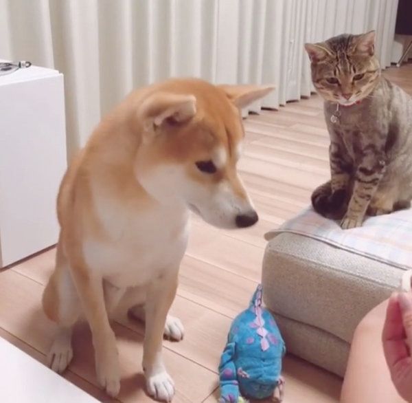 おやつがほしい柴犬