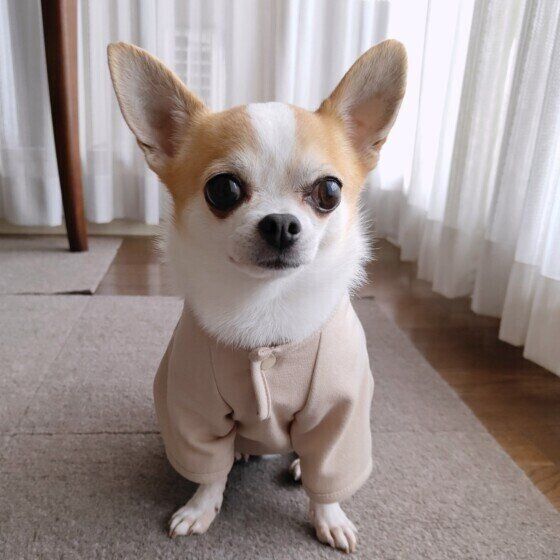 見つめるチワワ