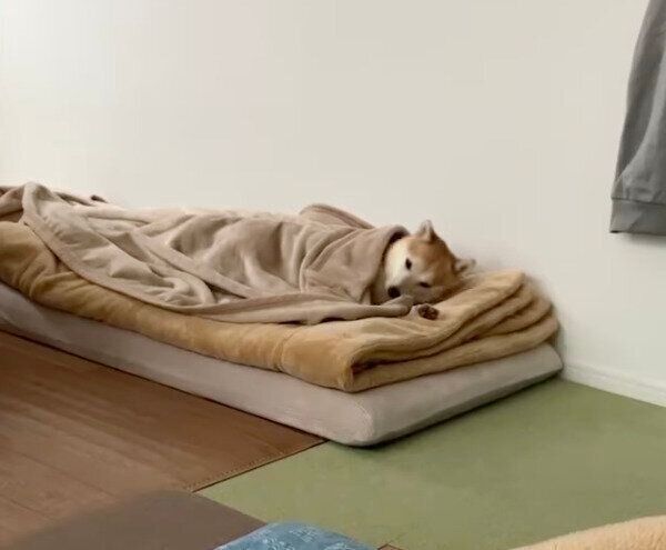 布団で眠るこてつくん