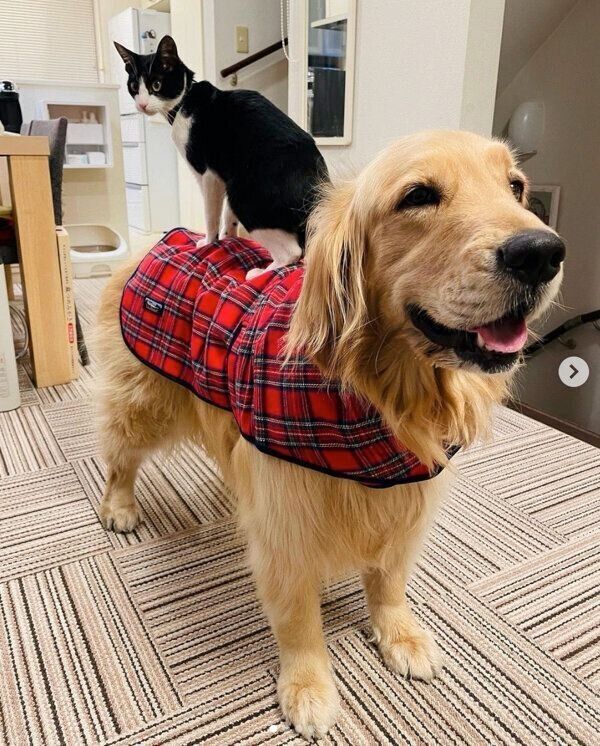 犬のコメちゃんの背中に乗る猫のウメちゃん