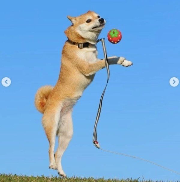 豆柴のリリちゃん