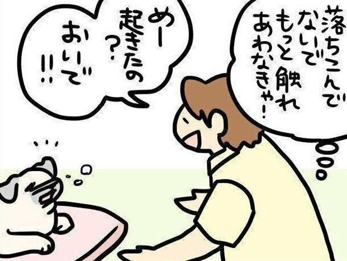 甘えてくるようになったパグ犬めー でもやっぱり気まぐれ 連載 パグ犬 めー Vol 114 いぬのきもちweb Magazine 甘えてくるようになったパグ犬めー でもやっぱり気まぐれ 連載 パグ犬 めー Vol 114 いぬのきもちweb Magazine