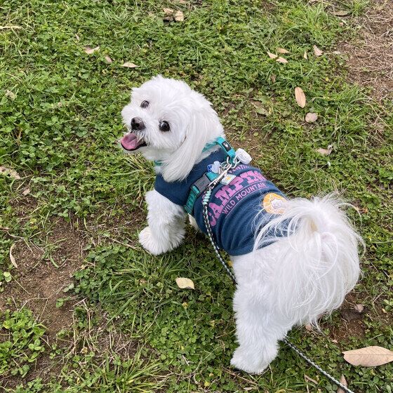 Mix（小型犬）の凪くん♪