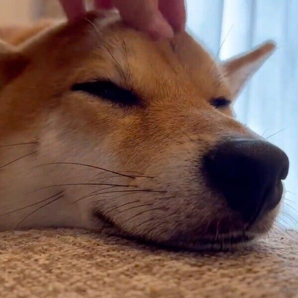 飼い主さんになでられる大豆くん