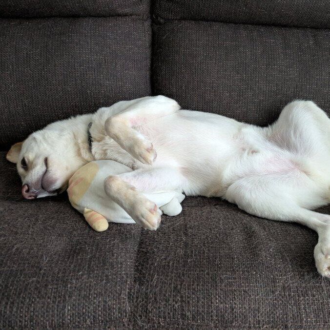 ソファの上でおなかを出して安心したように眠るヒノくん