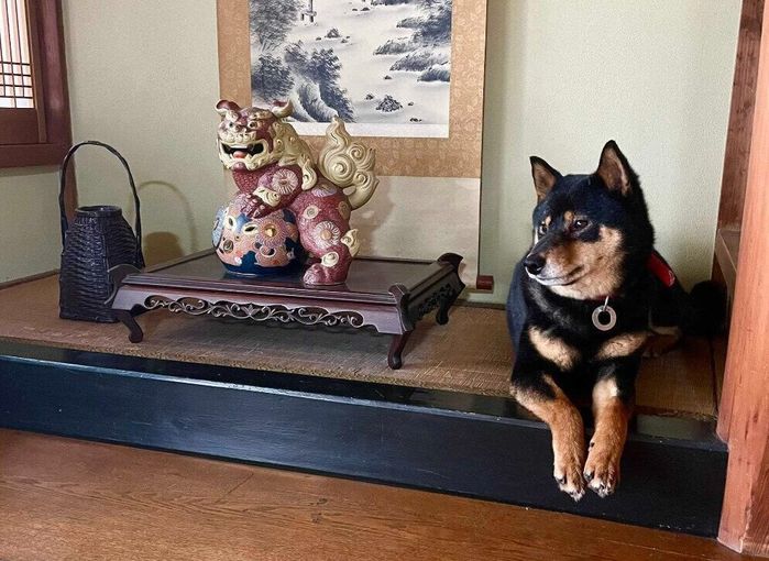 お迎えをして間もない頃の柴犬 7才