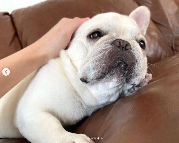 まったりするひまわりちゃん