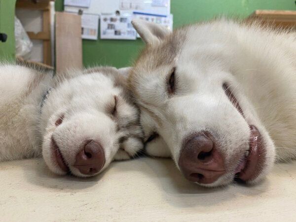 仲良く眠るココちゃん、イチくん