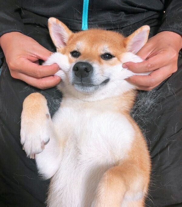 まったりするつむちゃん