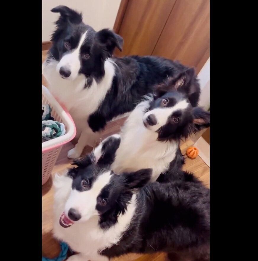 遊んでほしい犬たち