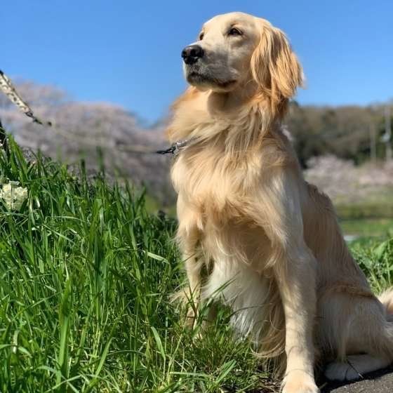 ゴールデン・レトリーバー