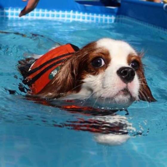 ぐり  キャバリア・キング・チャールズ・スパニエル