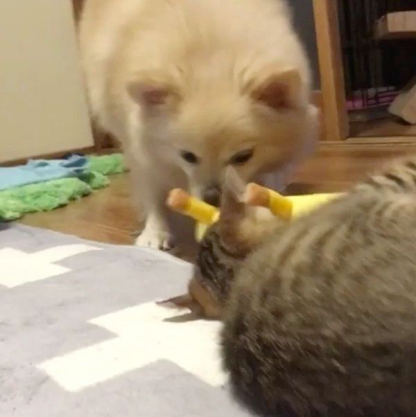 ポメラニアンと猫