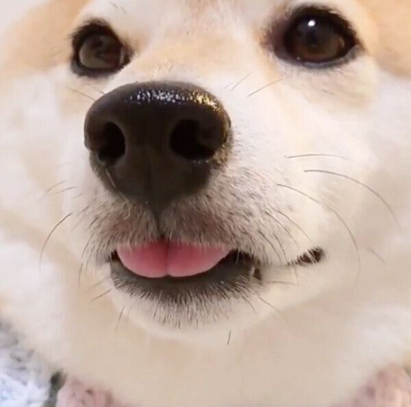 舌をしまい忘れるチャーミーちゃん