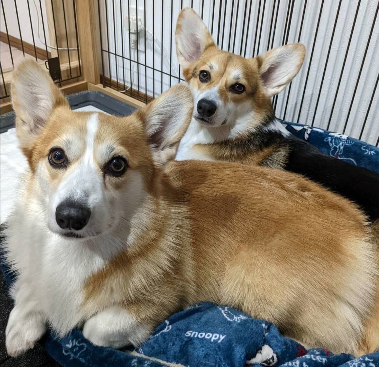 いろはちゃん、どれみちゃん