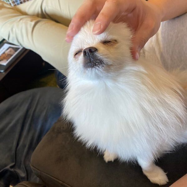 飼い主さんになでてもらうぽぽ子ちゃん