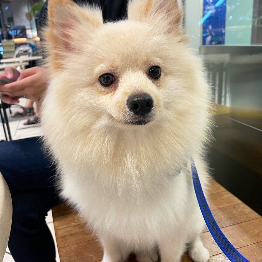 リードをつけて座るルアンくん