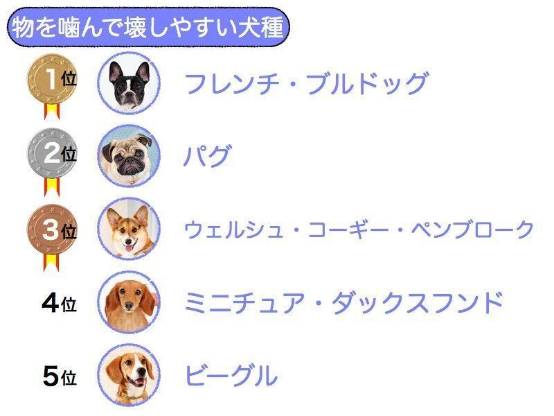 ランキング 来客に吠える犬種1位は人気のあの犬種 その背景も解説 いぬのきもちweb Magazine