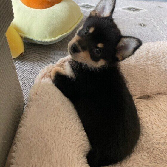 見上げるもずくちゃん