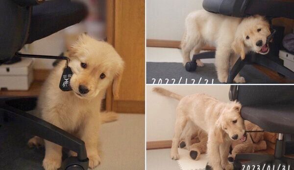 うにちゃんの成長の様子