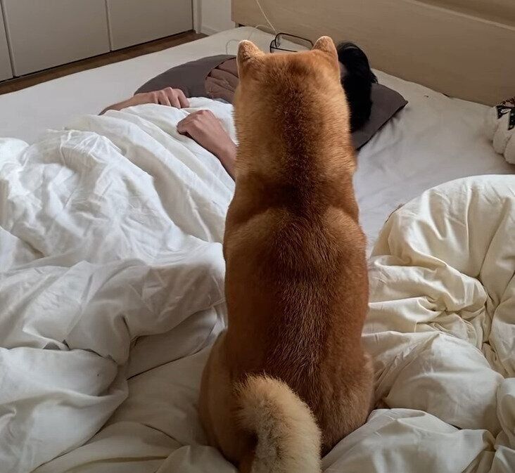 パパを起こす犬